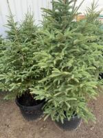 (3) 4 to 5 foot spruce , bidding per tree