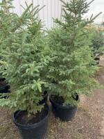 Three 5' to 6' Spruce trees / bidding per tree