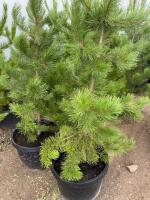 Three potted pines/bidding per tree