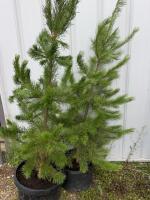 2 pine/ Bidding per tree