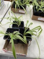 (3) Spider plants