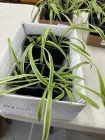 (4) Spider plants