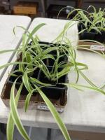 (4) Spider plants