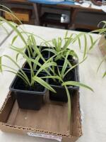 (4) Spider plants
