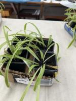 (4) Spider plants