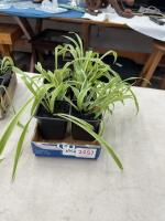 (4) Spider plants