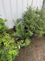(5) pots of ostrich fern/bidding per pot