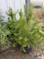 (3) pine trees/bidding per tree