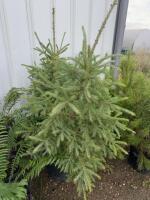 (3) Spruce trees, bidding per tree
