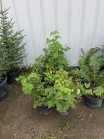 (2) raspberry plants/bidding per pot