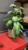(2) POTTED ARTIFICIAL PLANTS - 2
