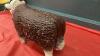 HEREFORD BULL PIGGY BANK - 3