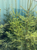 Spruce trees 1 X5 - 2