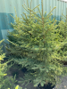 Spruce Trees. 1x5 - 2