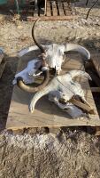 PALLET W/ (3) BULL SKULLS