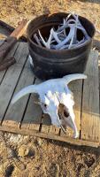 PALLET W/ BULL SKULL & DEER SHED