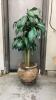 ARTIFICIAL CORN PLANT IN POTTERY BASE