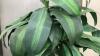 ARTIFICIAL CORN PLANT IN POTTERY BASE - 2