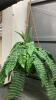 ARTIFICIAL PLANTS - 2