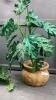 ARTIFICIAL PLANTS - 3