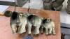 BRASS ELEPHANT WALL DECOR - 3