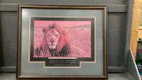 LION PICTURE - WOOD FRAME