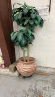 ARTIFICIAL CORN PLANT IN TERRA COTTA POT
