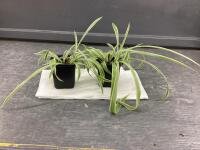 (2) SMALL SPIDER PLANTS