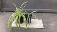 (2) SMALL SPIDER PLANTS