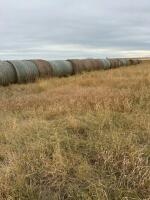 ( 38 BALES ) 1ST CUT AFALFA COW HAY ( 1215 LBS )