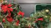 (2) SMALL TOTES OF CHRISTMAS GREENERY - 3
