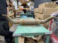 Set of mounted bull horns