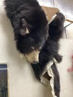 BLACK BEAR TANNED HIDE W/ HEAD, CLAWS & TAIL