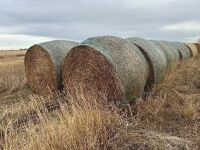( 12 BALES ) 1ST CUT ALFALFA , COW HAY ( 1315 LBS )