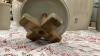 SLEEPY INDIAN MEDICINE HAT POTTERIES BUTTER CHURN - 3