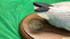 SMALL DUCKS UNLIMITED (SASKATCHEWAN) SNOW GOOSE ON WOOD BASE - 2