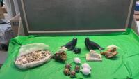WILDLIFE & SHELL ORNAMENTS