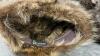 (2) FUR HATS - ONE IS KATE&rsquo;S BOUTIQUE - 2
