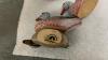 (12) MINI HAND CARVED WOOD DUCKS IN FIELD & STREAMS TIN BOX - 5
