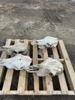 Four cow skulls
