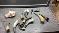 ASSORTED HORNS, SEA SHELL
