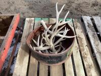 PAIL OF ANTLER SHEDS