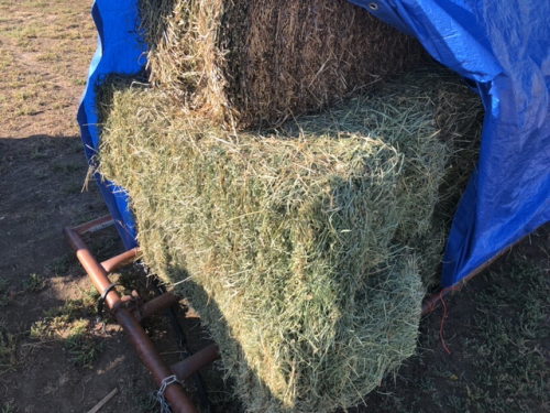 15 bales of good horse hay grass with some alfalfa