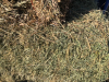 15 bales of good horse hay grass with some alfalfa - 2