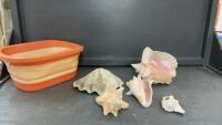 SMALL BIN W/ SEA SHELLS