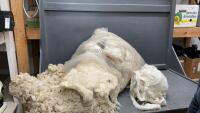 BAGFUL OF RAW WOOL