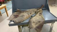 PAIR OF LEATHER FRINGED CHAPS