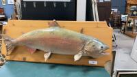 TAXIDERMY SALMON MOUNTED ON WOOD