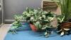 BASKET OF ARTIFICIAL GREENERY - (2) SMALL POTTED PLANTS - 2