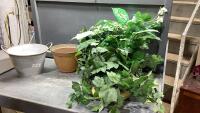 (2)BOXES - ARTIFICIAL GREENERY + 2 PLANT POTS